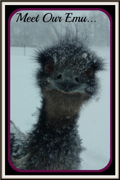Meet Our Emu